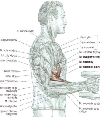 zginanie przedramion ze sztangielkami trzymanymi neutralnie (chwyt młotkowy)