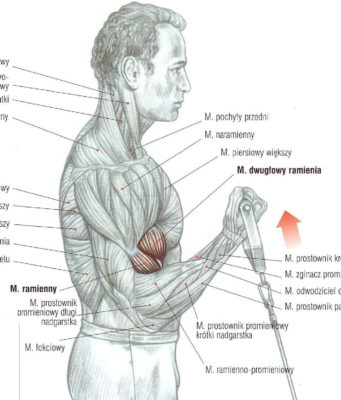 zginanie przedramion na wyciągu dolnym