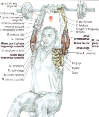 wyciskanie francuskie sztangą w pozycji siedzącej