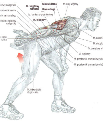 prostowanie przedramion ze sztangielkami (tułów pochylony do przodu)