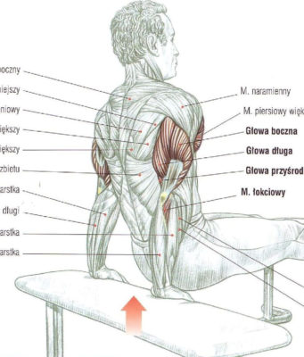 zginanie przedramion w podporze tyłem na ławeczkach