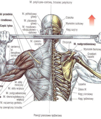 wyciskanie sztangi zza karku