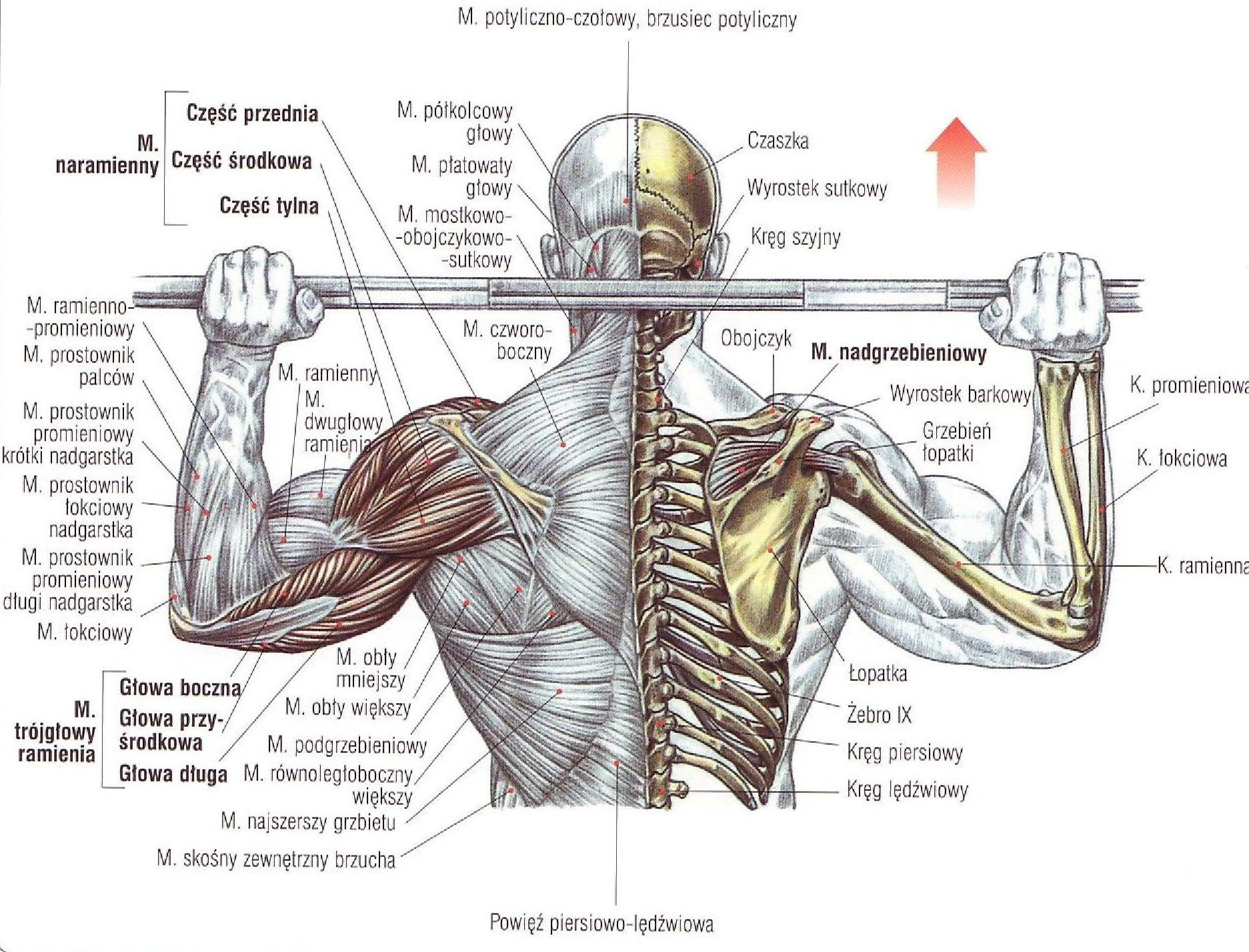Почему плечи вверх. Анатомия упражнения жим штанги стоя. Жим штанги из-за головы в Смите. Армейский жим мышцы. Дельтовидная мышца анатомия.