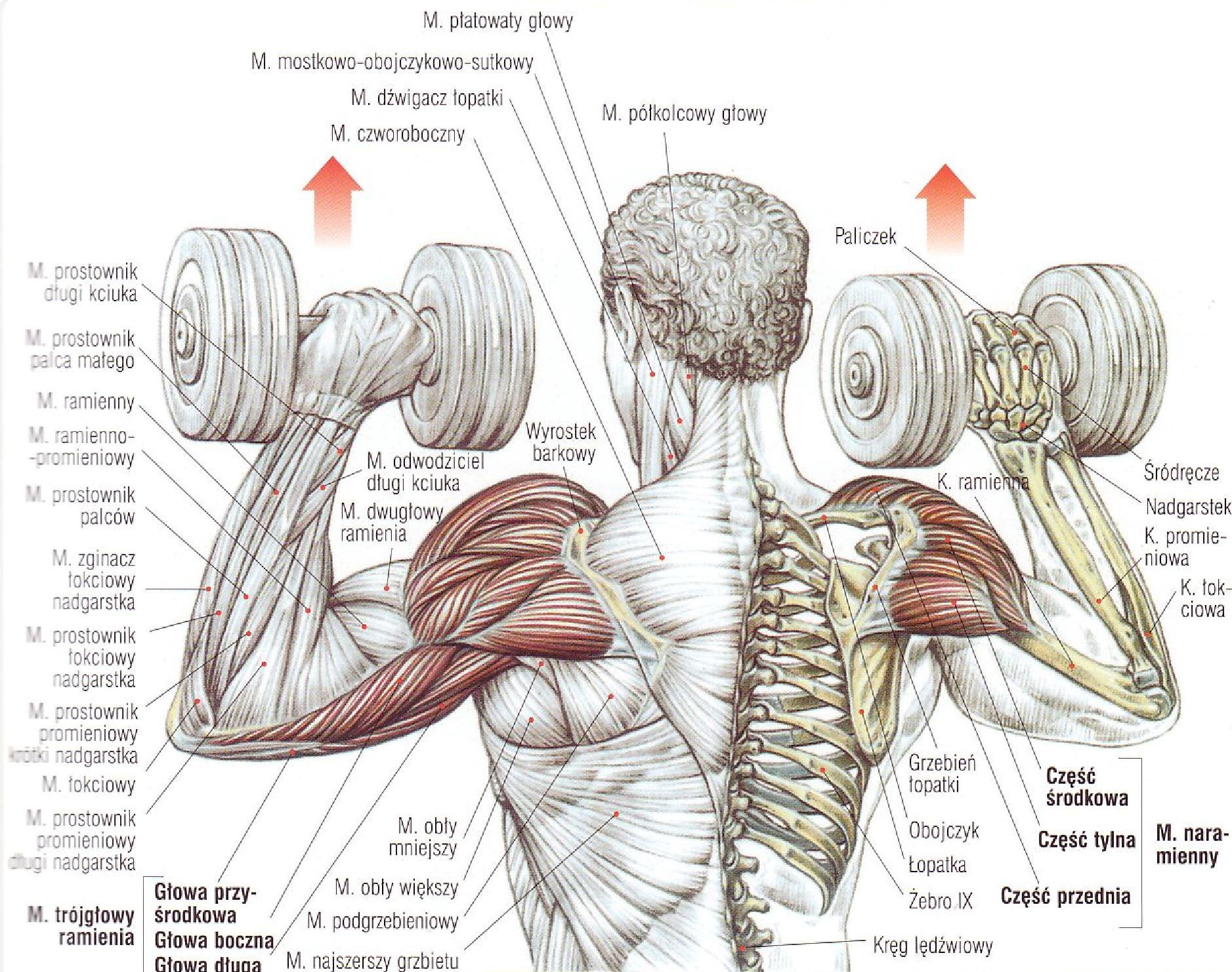 Как правильно гантели плечи. Жим гантелей стоя анатомия. Жим стоя с гантелями мышцы. Упражнения для накачивания дельтовидной мышцы. Жим гантелей стоя мышцы.