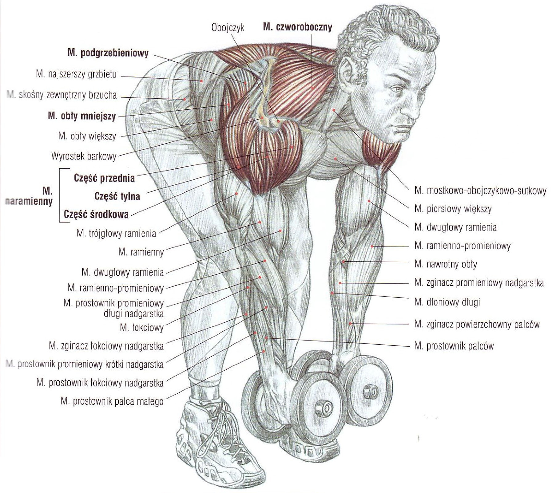 Накачать плечи мужчине. Задний пучок дельтовидной мышцы упражнения. Тренировка дельтовидных мышц гантелями. Упражнения на дельтовидные мышцы с гантелями. Разведение гантель на заднюю дельту.