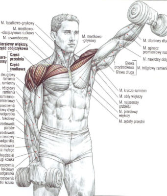naprzemianstronne unoszenie ramion w przód ze sztangielkami