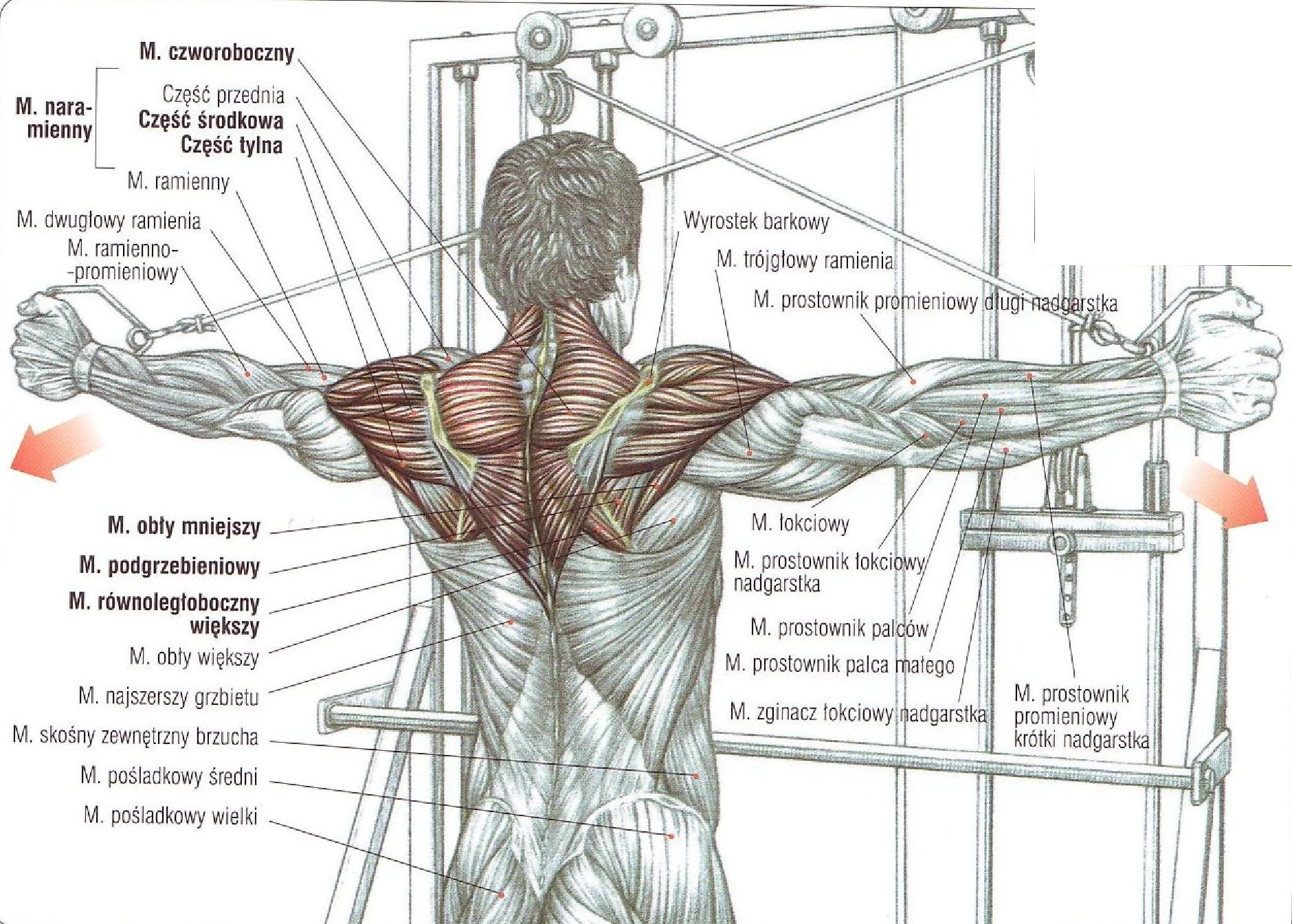 Виды плечей. Задняя Дельта в тренажере кроссовер. Упражнение для дельтовидные мышцы (мышцы плечевого пояса);. Задняя Дельта анатомия и упражнения. Перекрестные махи руками назад с верхних блоков.