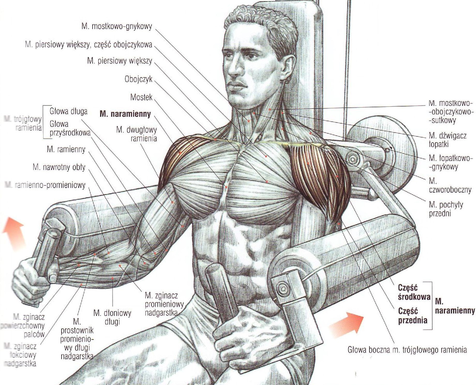Накачать плечи мужчине. Упражнения для дельтовидных мышц в тренажерном зале для мужчин. Средний пучок дельтовидной мышцы упражнения. Тренажер для дельтовидных мышц. Упражнения для плеч на тренажерах.