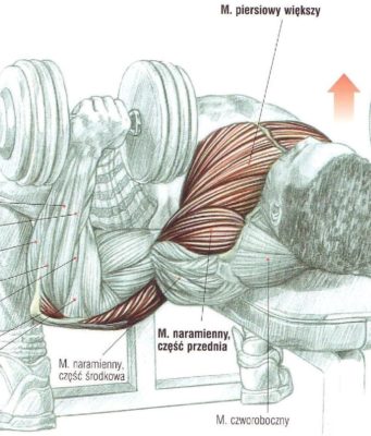 wyciskanie sztangielek w pozycji leżącej