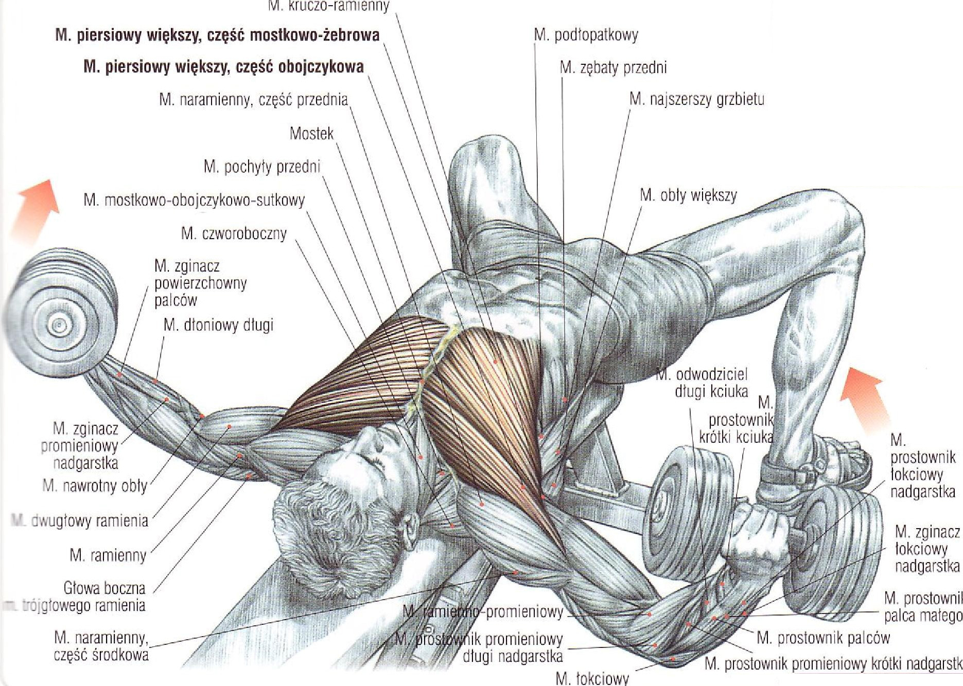 Развитие группы мышц. Разводка гантелей лежа на скамье техника. Прокачка грудных мышц. Упражнение разводка гантелей лежа. Разводка на грудные мышцы гантелями техника выполнения.