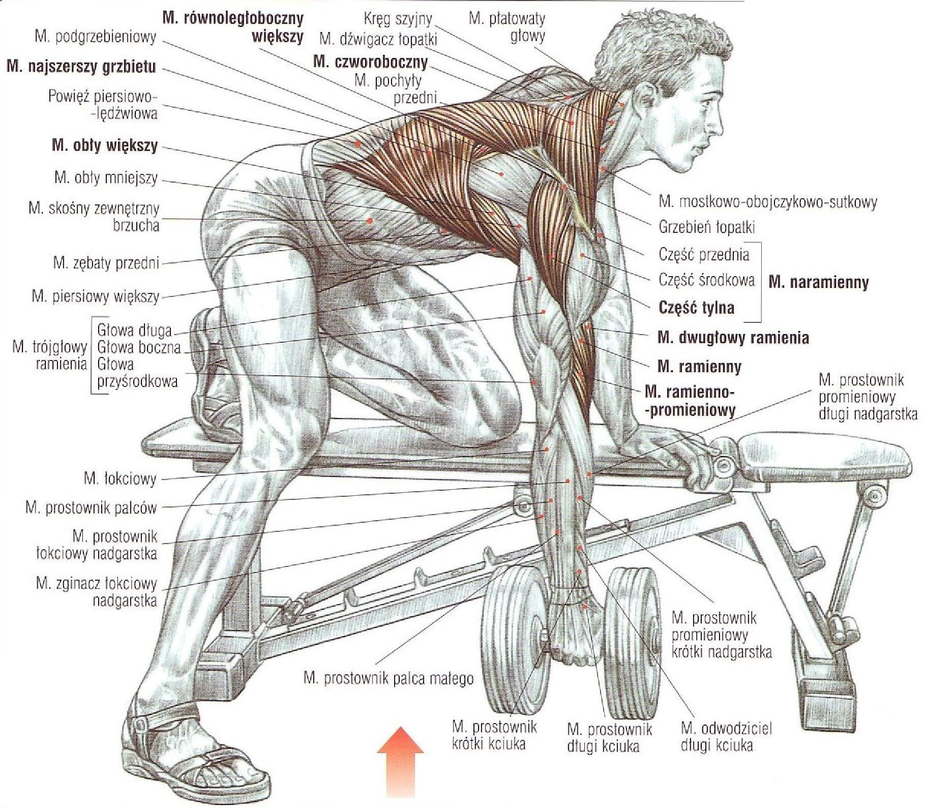 Развитие группы мышц. Упражнения на развитие широчайшей мышцы спины. Упражнения со штангой для широчайших мышц. Как прокачать широчайшие мышцы спины. Прокачка широчайших мышц спины штангой.
