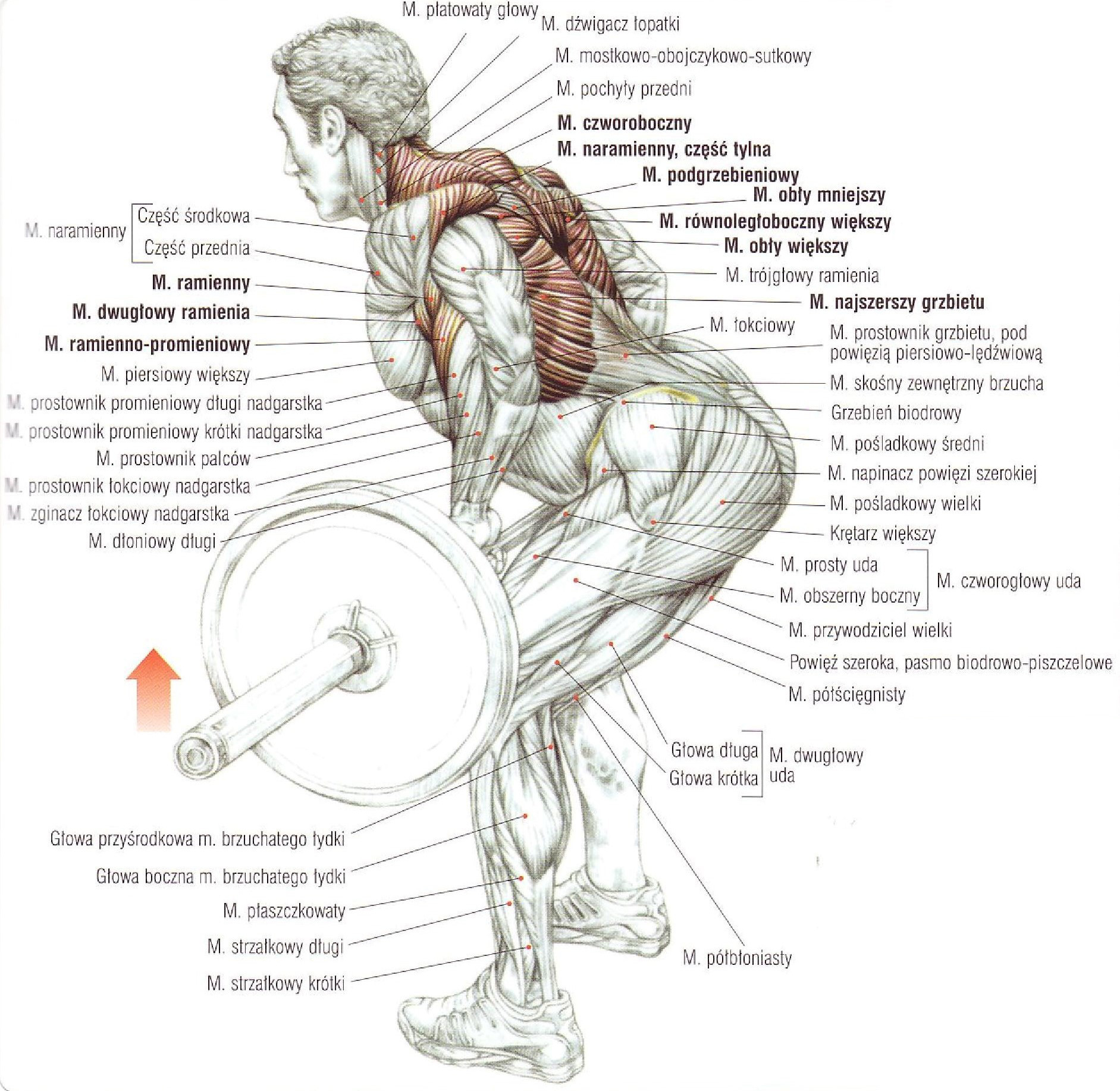Средняя часть живота. Биомеханика тяги штанги в наклоне. Становая тяга анатомия упражнений. Тяга штанги в наклоне мышцы задействованы. Анатомия силовых упражнений становая тяга.