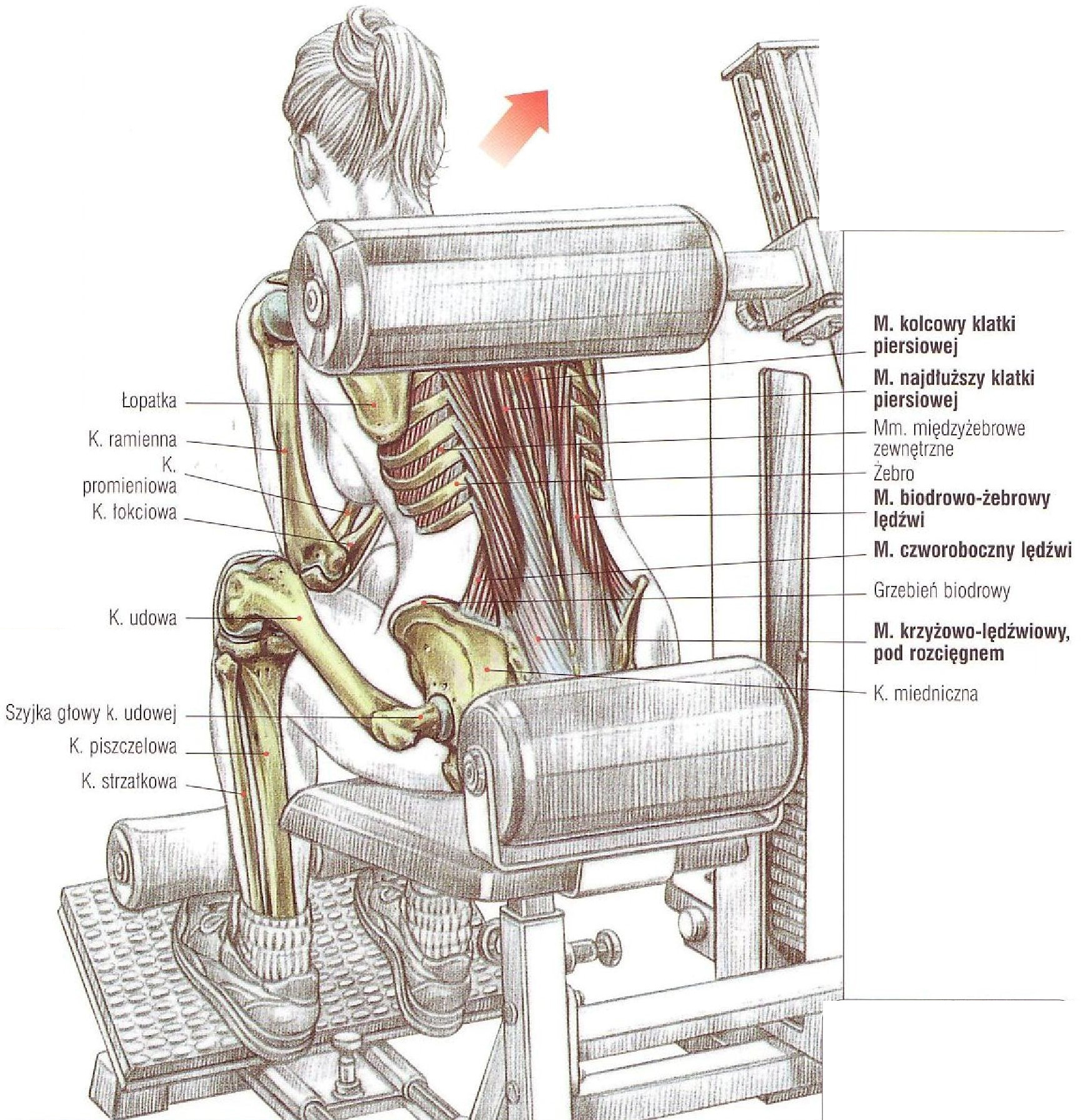 Разгибание поясницы. Упражнения на разгибатели спины в тренажерном зале. Разгибание спины в тренажере сидя. Упражнение на тренажере на разгибатели спины. Мышца разгибающая позвоночник тренировка.