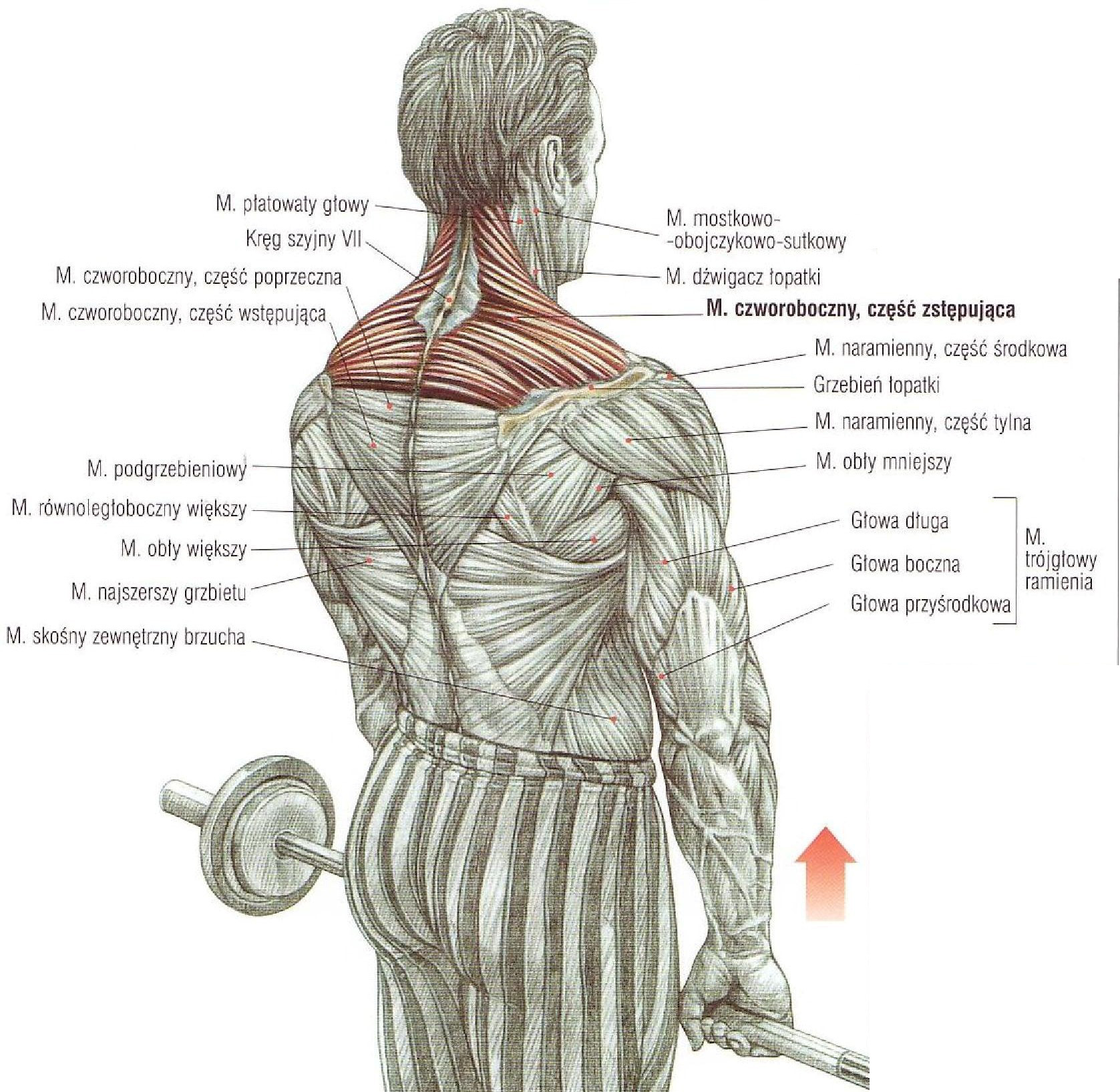 Плечи дома мужчине. Шраги (трапеции) со штангой стоя. Шраги группа мышц. Упражнение на трапециевидную мышцу со штангой. Шраги анатомия.