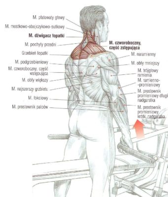 wznosy ramion na maszynie (szrugsy)