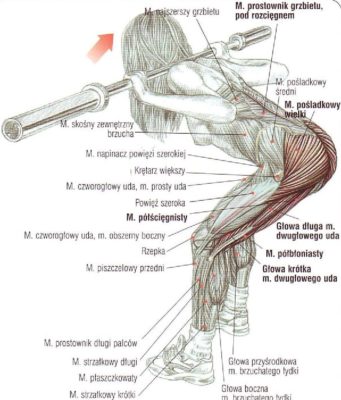 skłon w przód ze sztangą (dzień dobry)