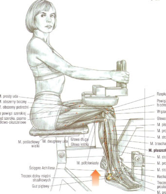 wspięcia na palcach siedząc na maszynie