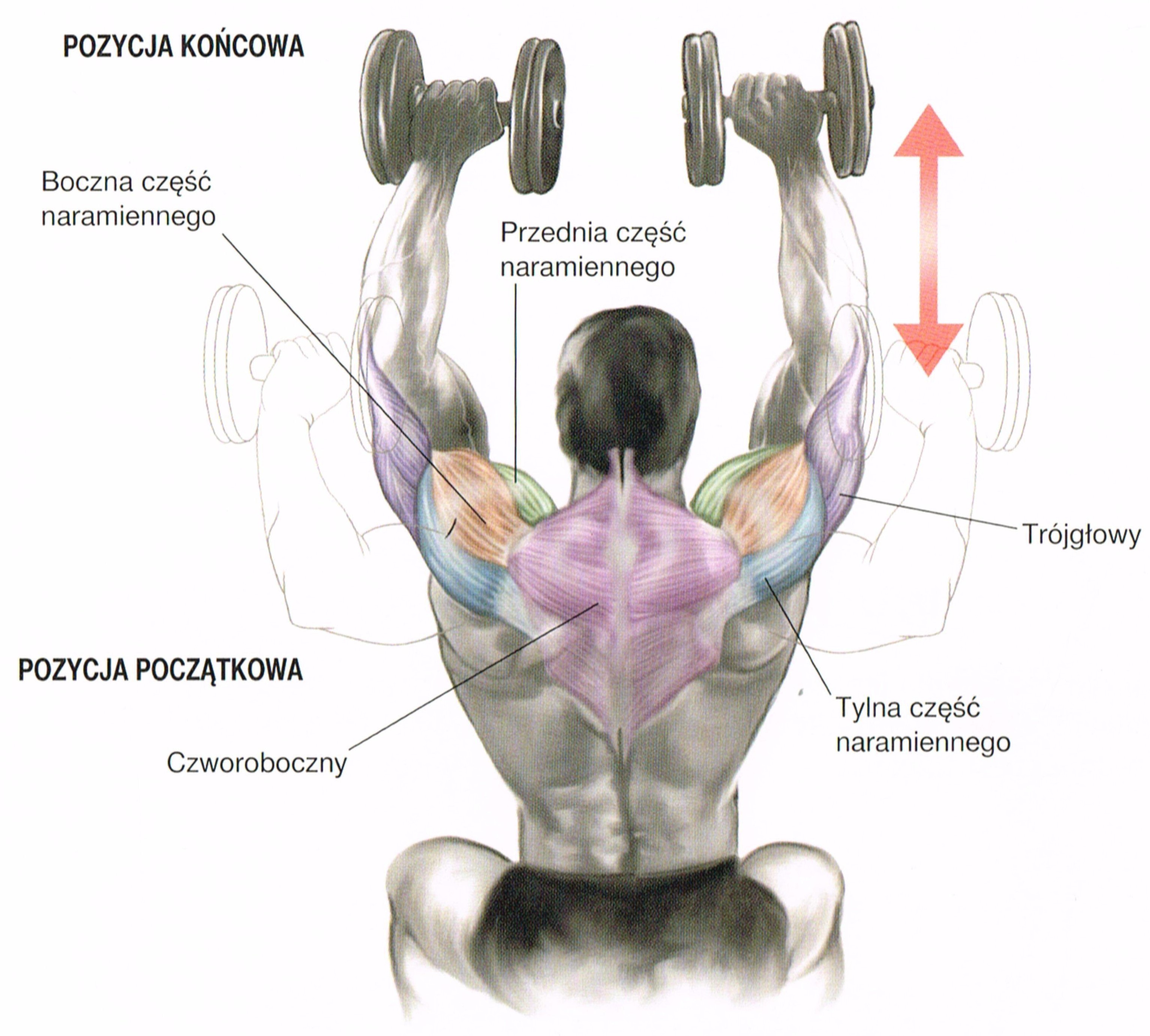 Гантели плечи дельты. Жим гантелей сидя на передние дельтовидные мышцы. Упражнения на дельтовидные мышцы с гантелями. Передний пучок дельтовидной мышцы упражнения с гантелями. Тренировка дельтовидных мышц гантелями.