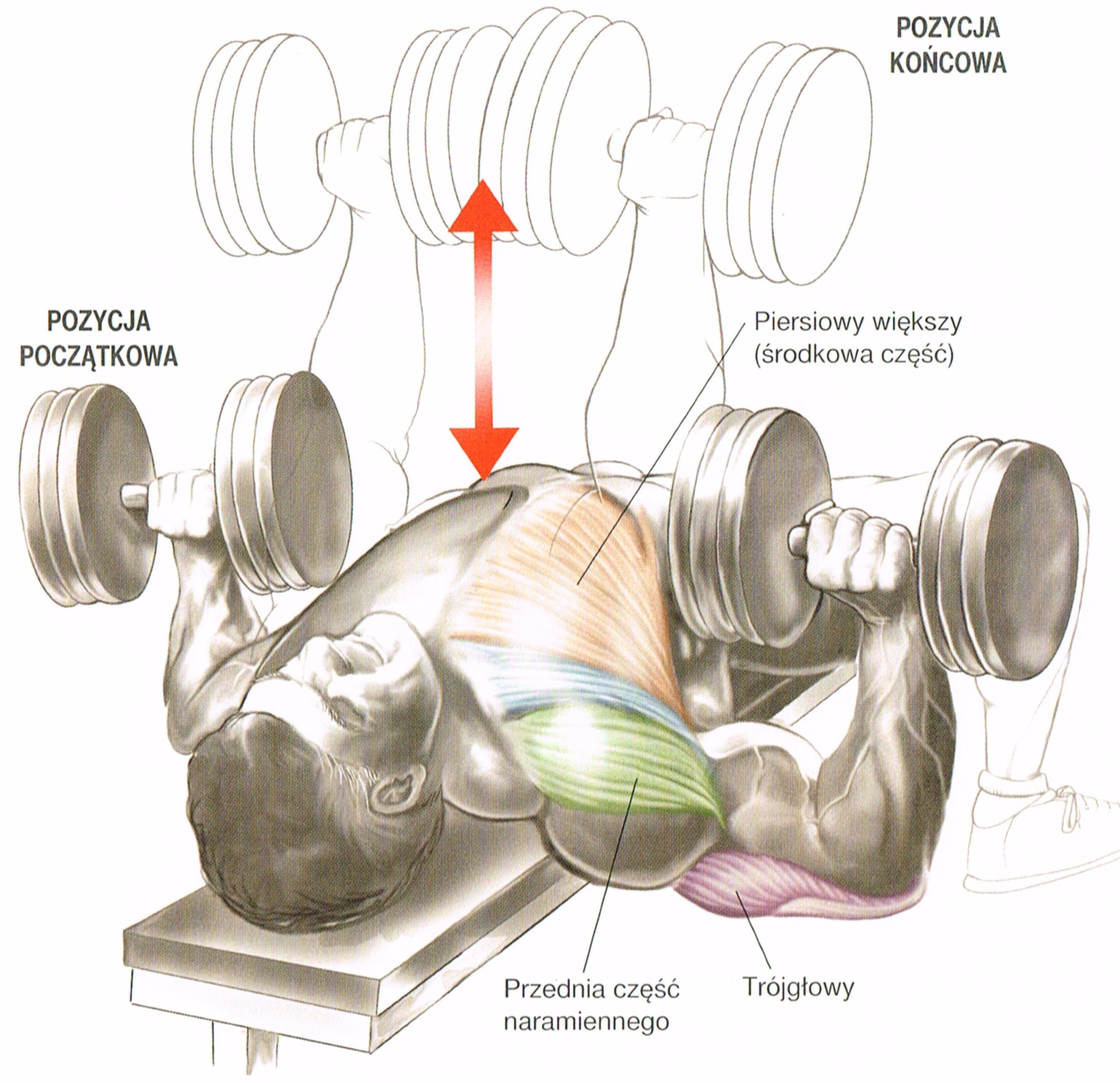 Работа с гантелями. Жим гантелей лежа анатомия. Гантели упражнения на грудные мышцы. Тренировка на грудь с гантелями. Как прокачать грудные мышцы гантелями.