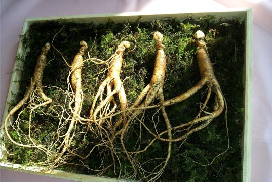 korzeń żeń szenia właściwości