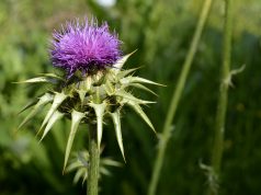 ostropest plamisty właściwości zastosowanie