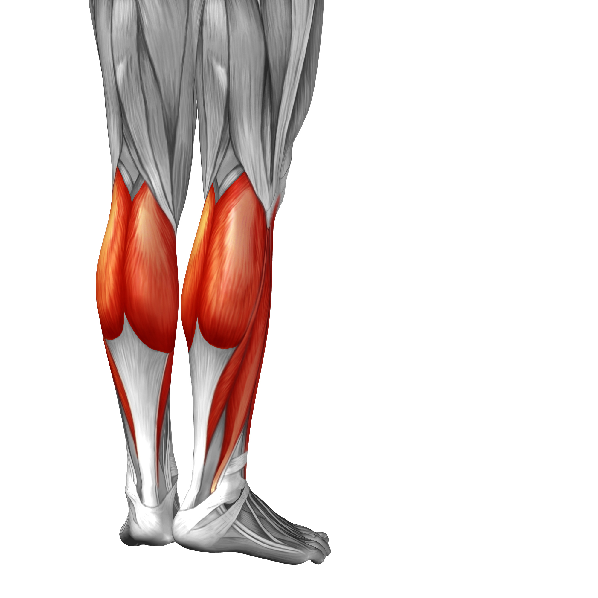 Икроножная мышца какая ткань. Биомеханика камбаловидной мышцы. Йегер Крюгер камбаловидная мышца. Икроножная мышца анатомия. Камбаловидная мышца анатомия.