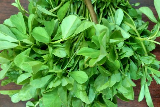 kozieradka działanie zastosowanie